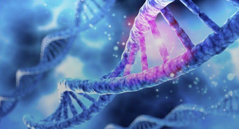 ‘이종심장 이식’ 영장류 6개월 넘게 생존···“국내 최장 기록 경신”